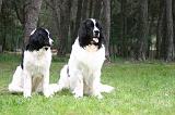 LANDSEER 573